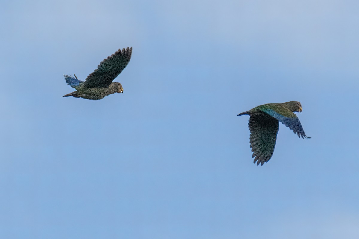 White-crowned Parrot - ML478589681