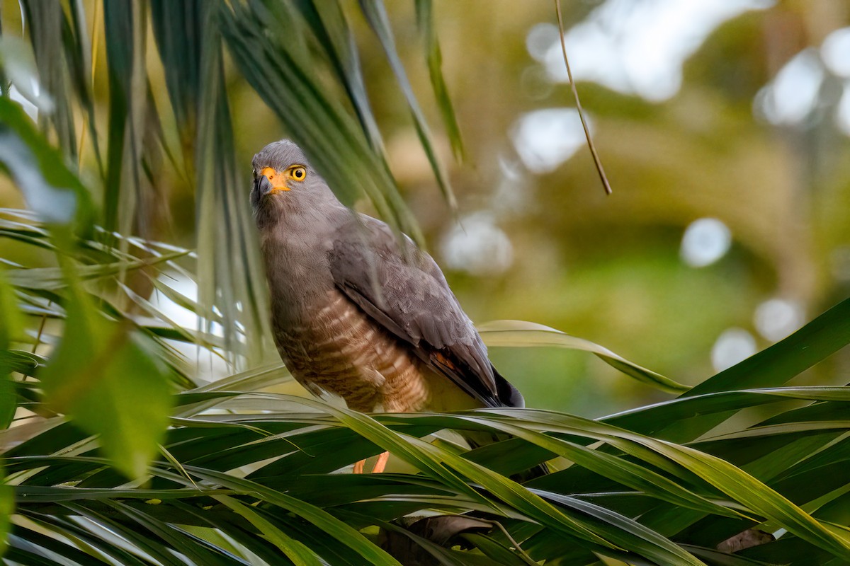 Roadside Hawk - ML478590031