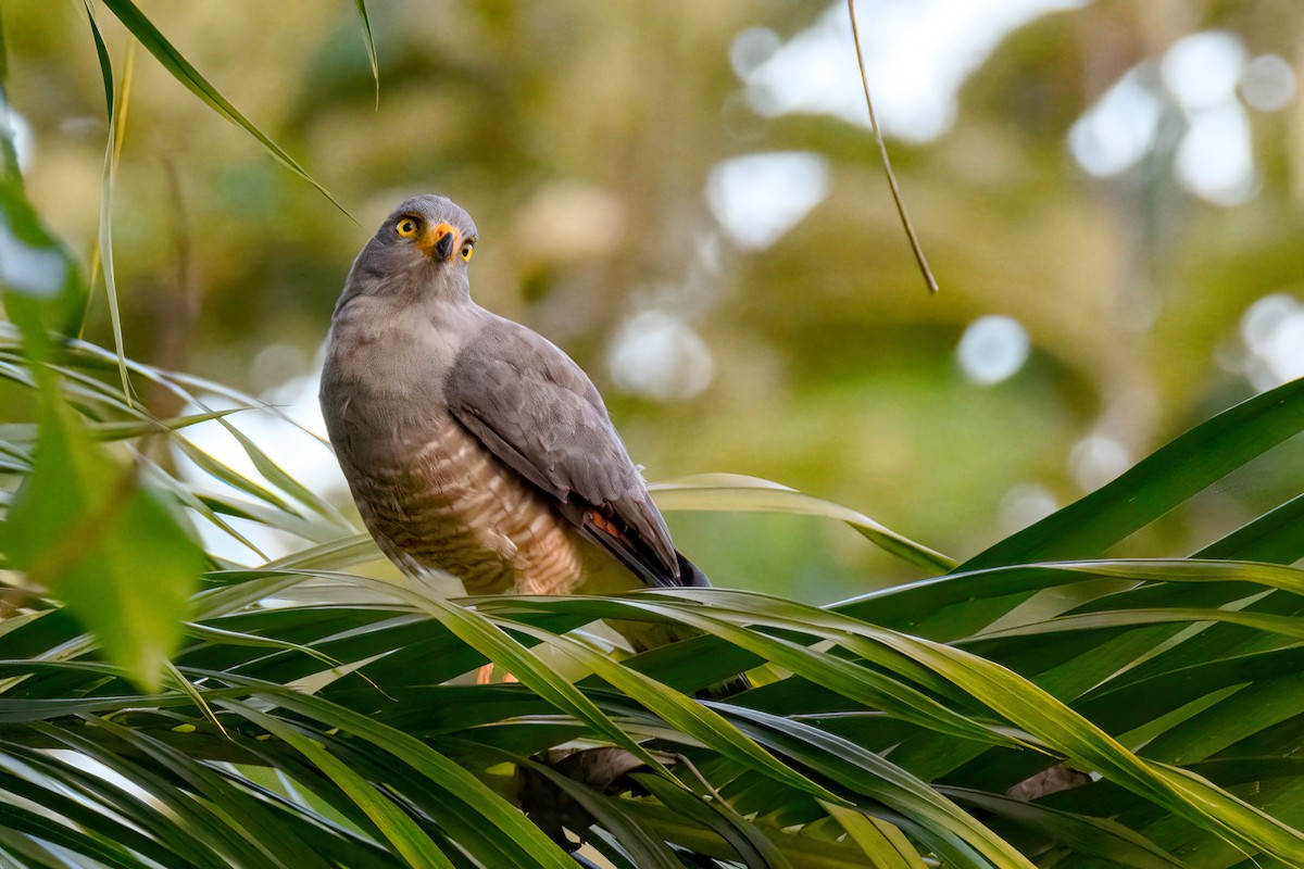 Roadside Hawk - ML478590051