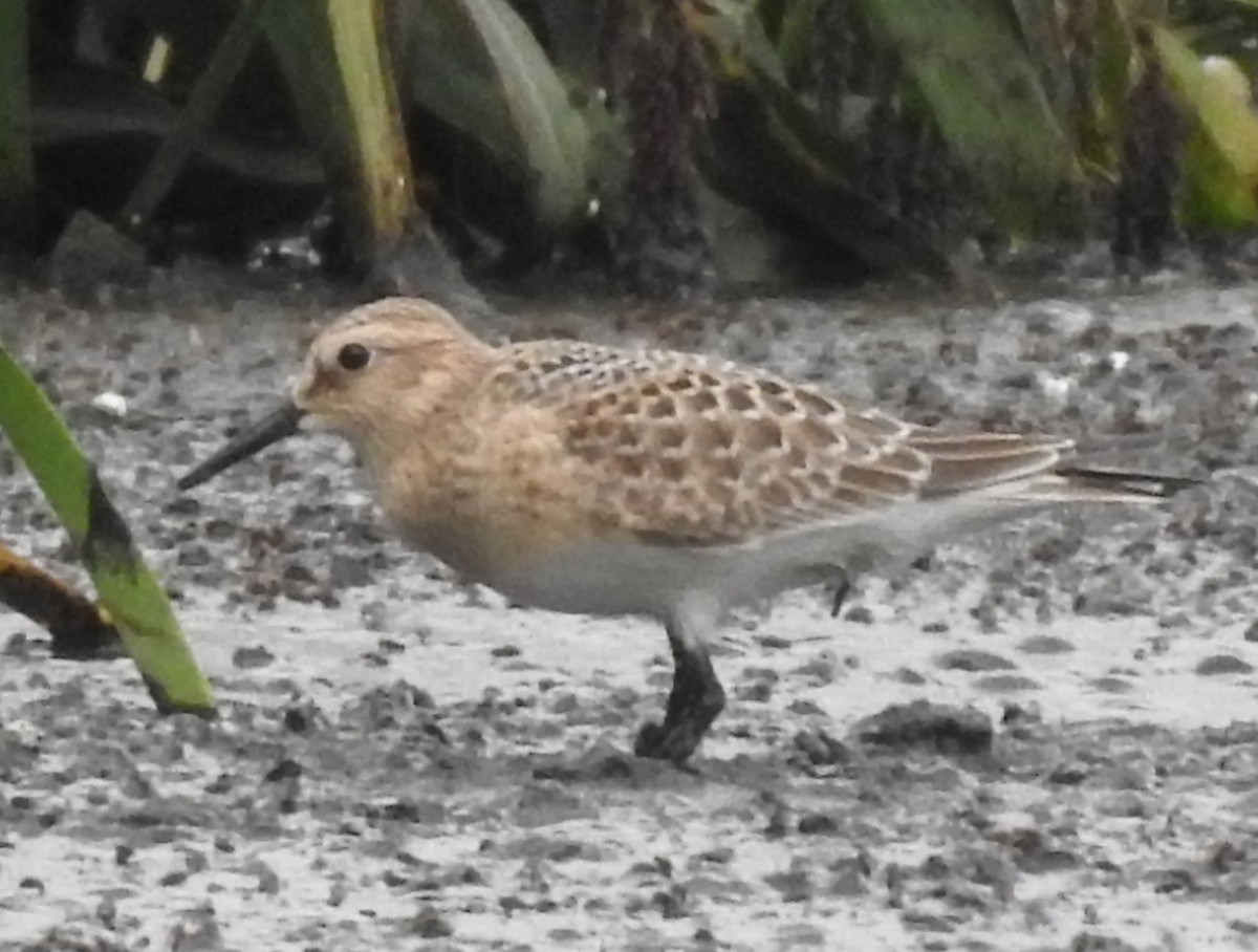 Baird's Sandpiper - ML478590141