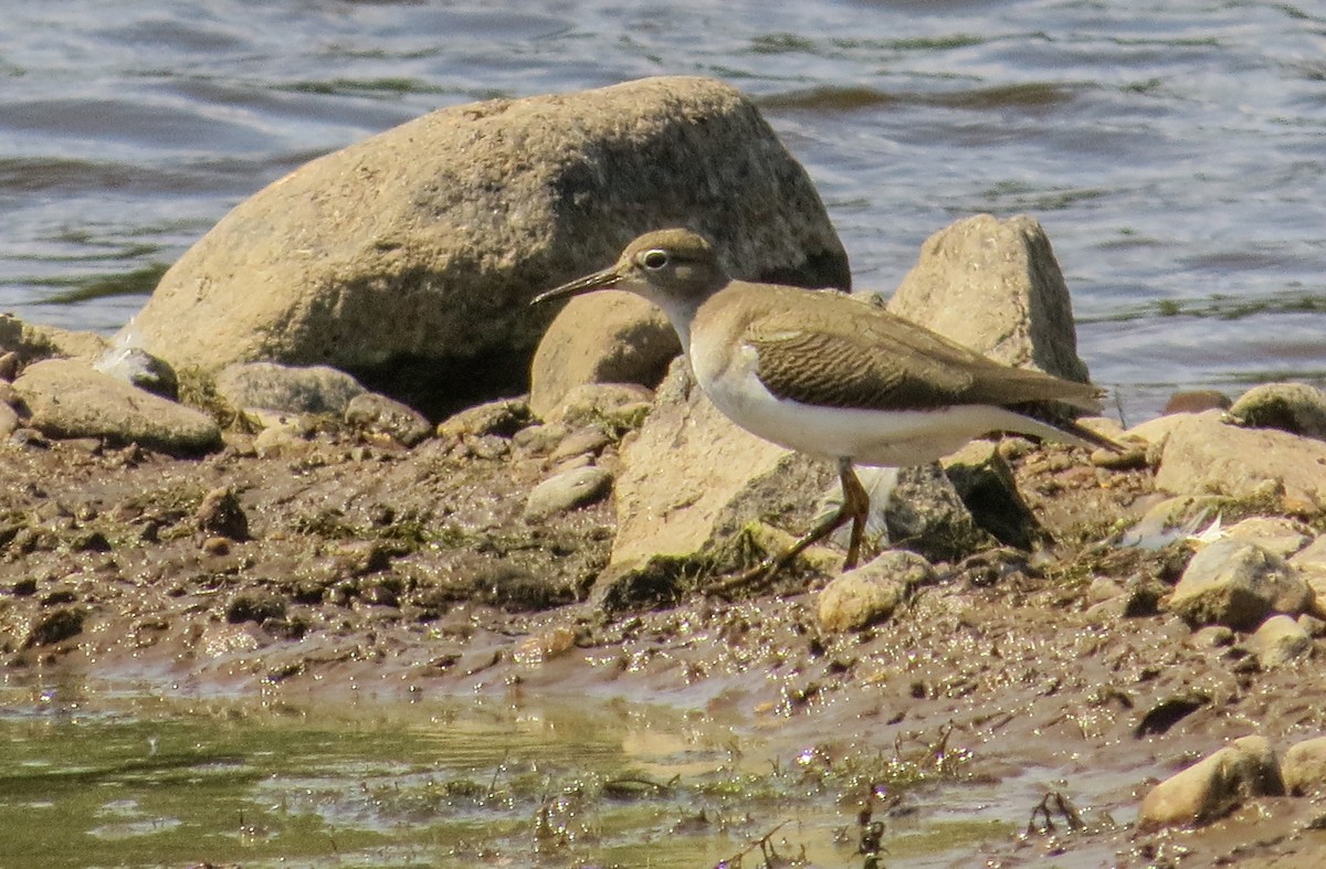 Spotted Sandpiper - ML478590171