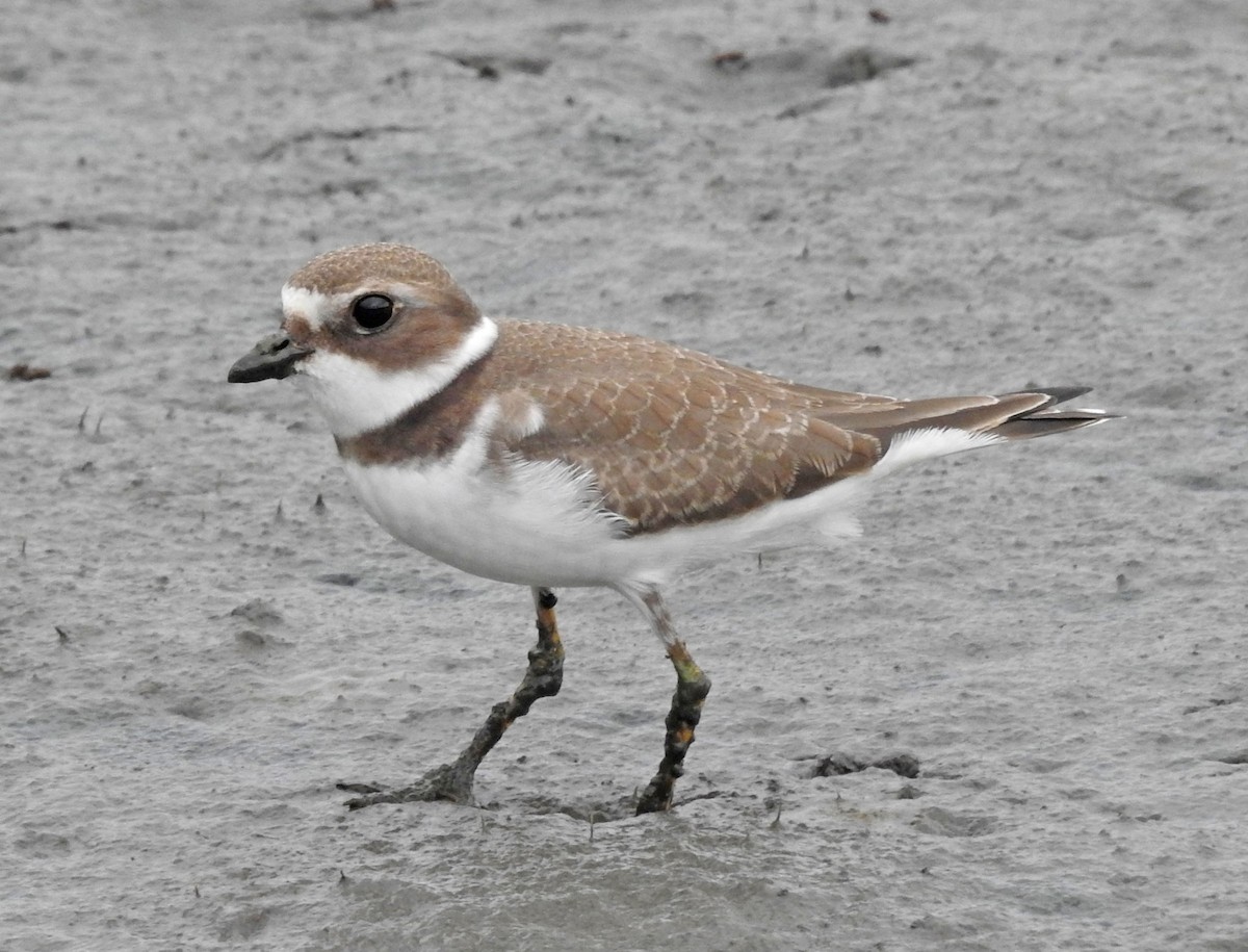 Semipalmated Plover - ML478590211
