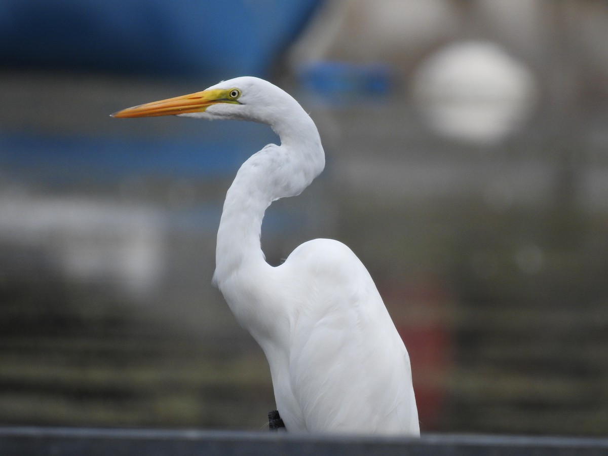 Great Egret - Dave HH