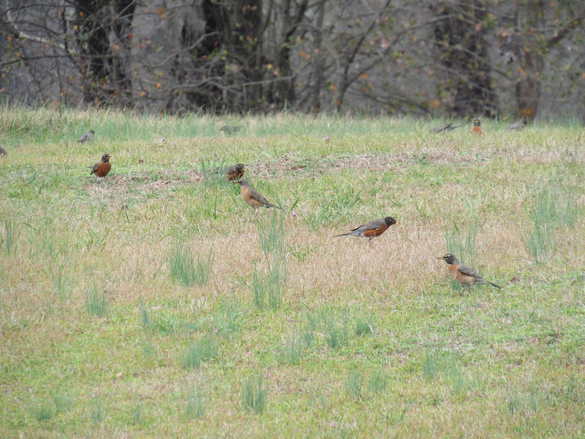 American Robin - ML47859211