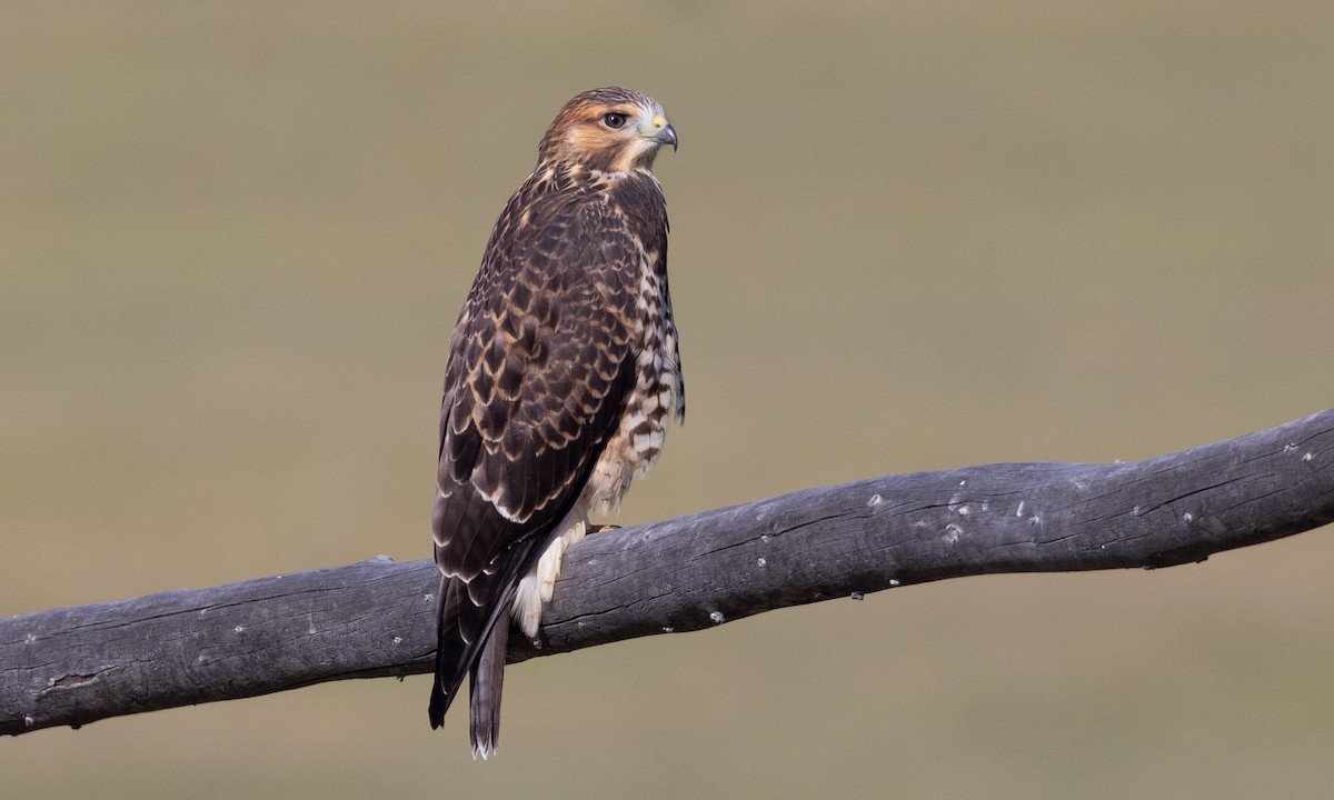 Swainson's Hawk - ML478592221