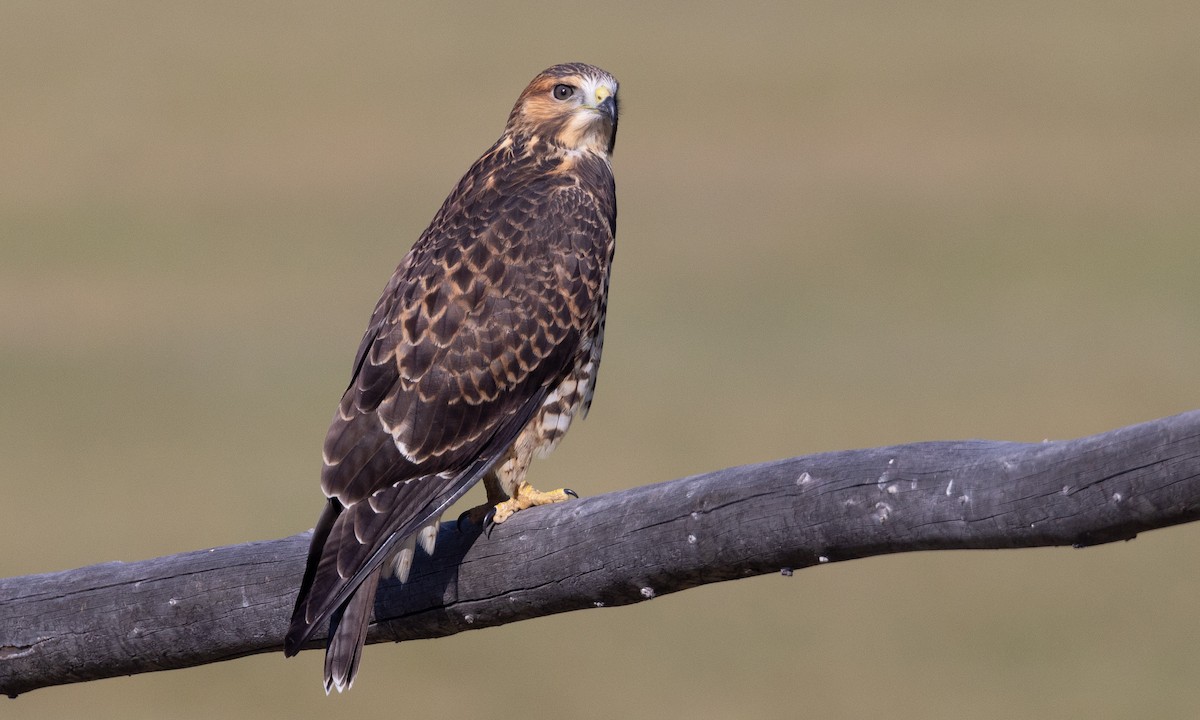 Swainson's Hawk - ML478592231