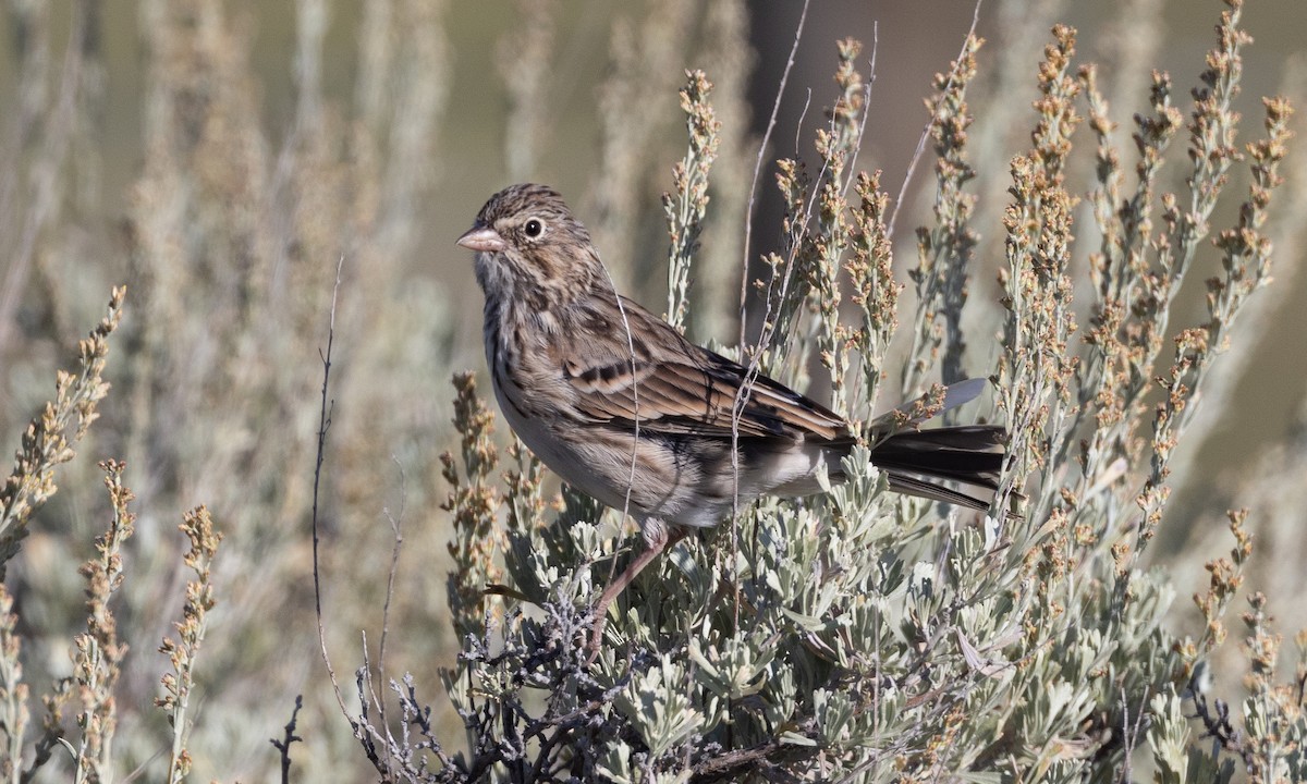 Vesper Sparrow - ML478592251