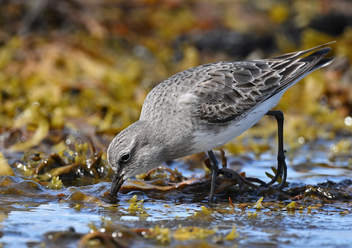 White-rumped Sandpiper - ML478592891