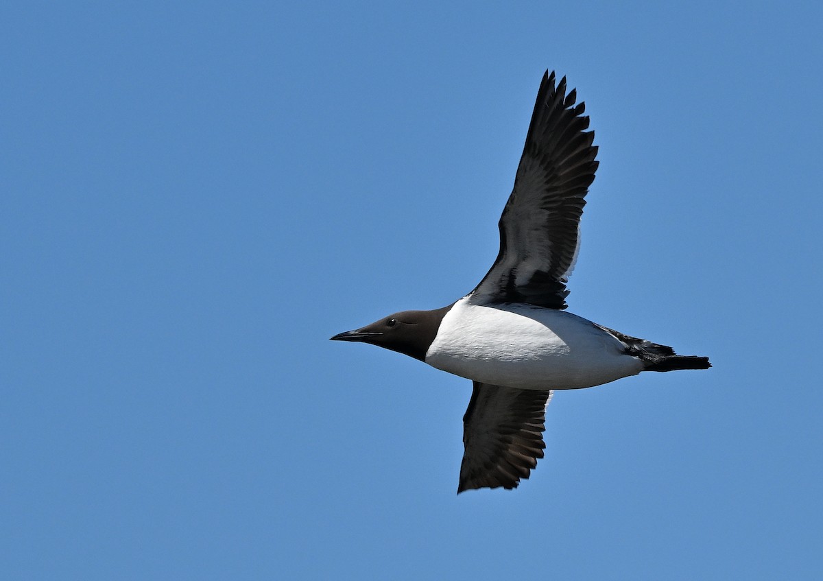 Common Murre - ML478593421