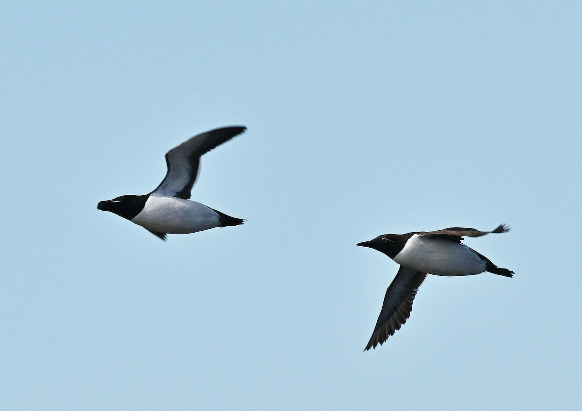 Common Murre - André Lanouette