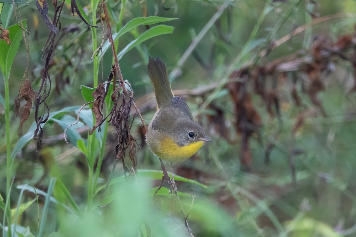 Common Yellowthroat - MI YU