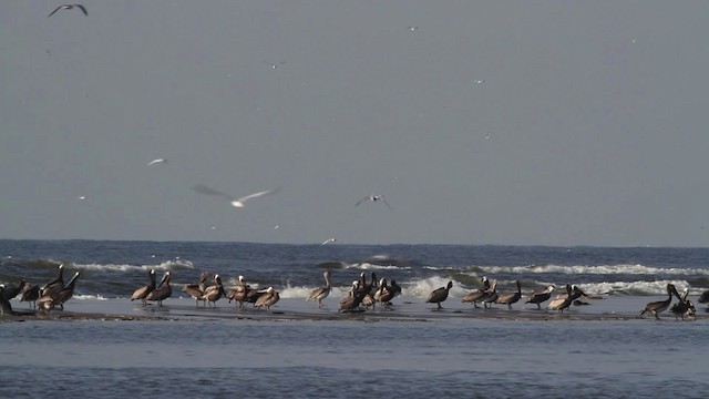 pelikán hnědý (ssp. carolinensis) - ML478595