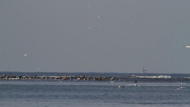 pelikán hnědý (ssp. carolinensis) - ML478596