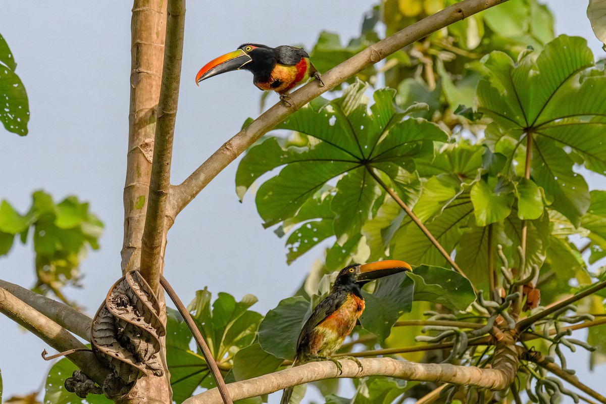 Fiery-billed Aracari - ML478596461