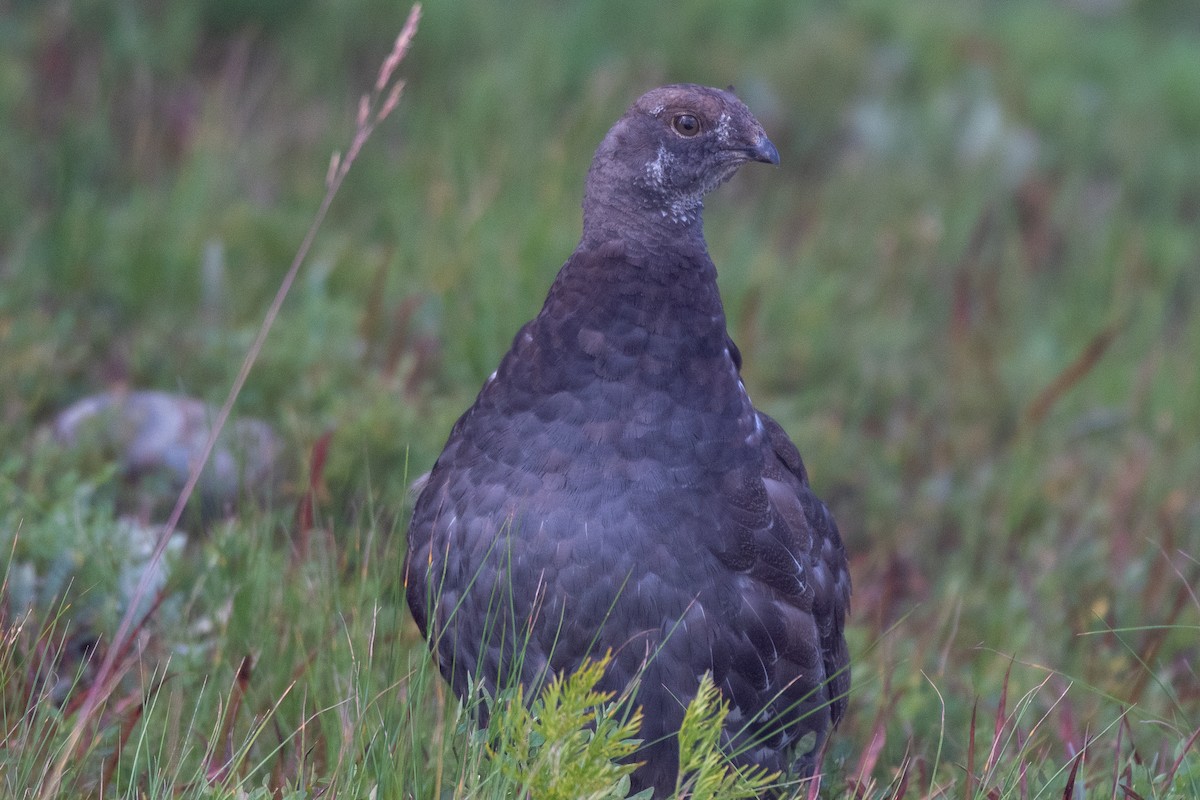 Sooty Grouse - ML478597271