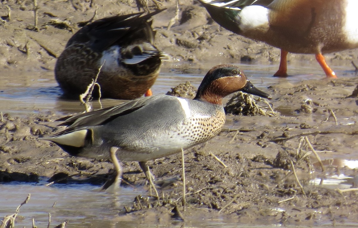 Green-winged Teal - Sara Griffith