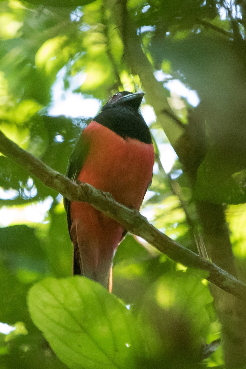 Diard's Trogon - Alex Bernzweig