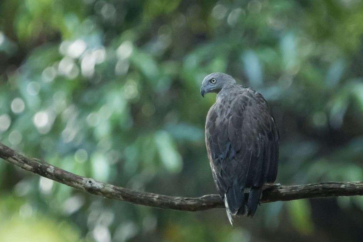 Lesser Fish-Eagle - Alex Bernzweig