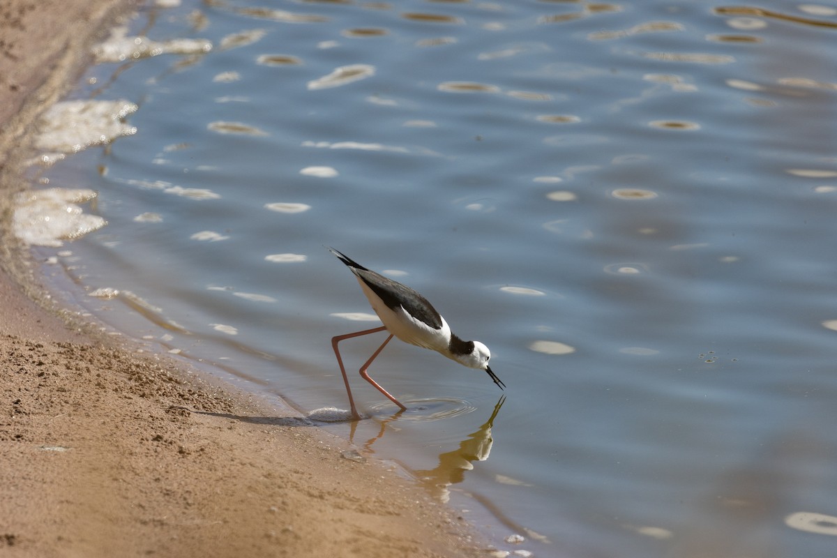 Pied Stilt - ML478599981