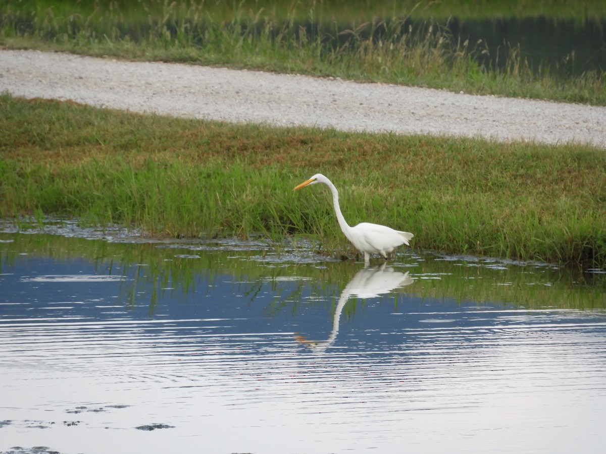 Great Egret - ML478600351