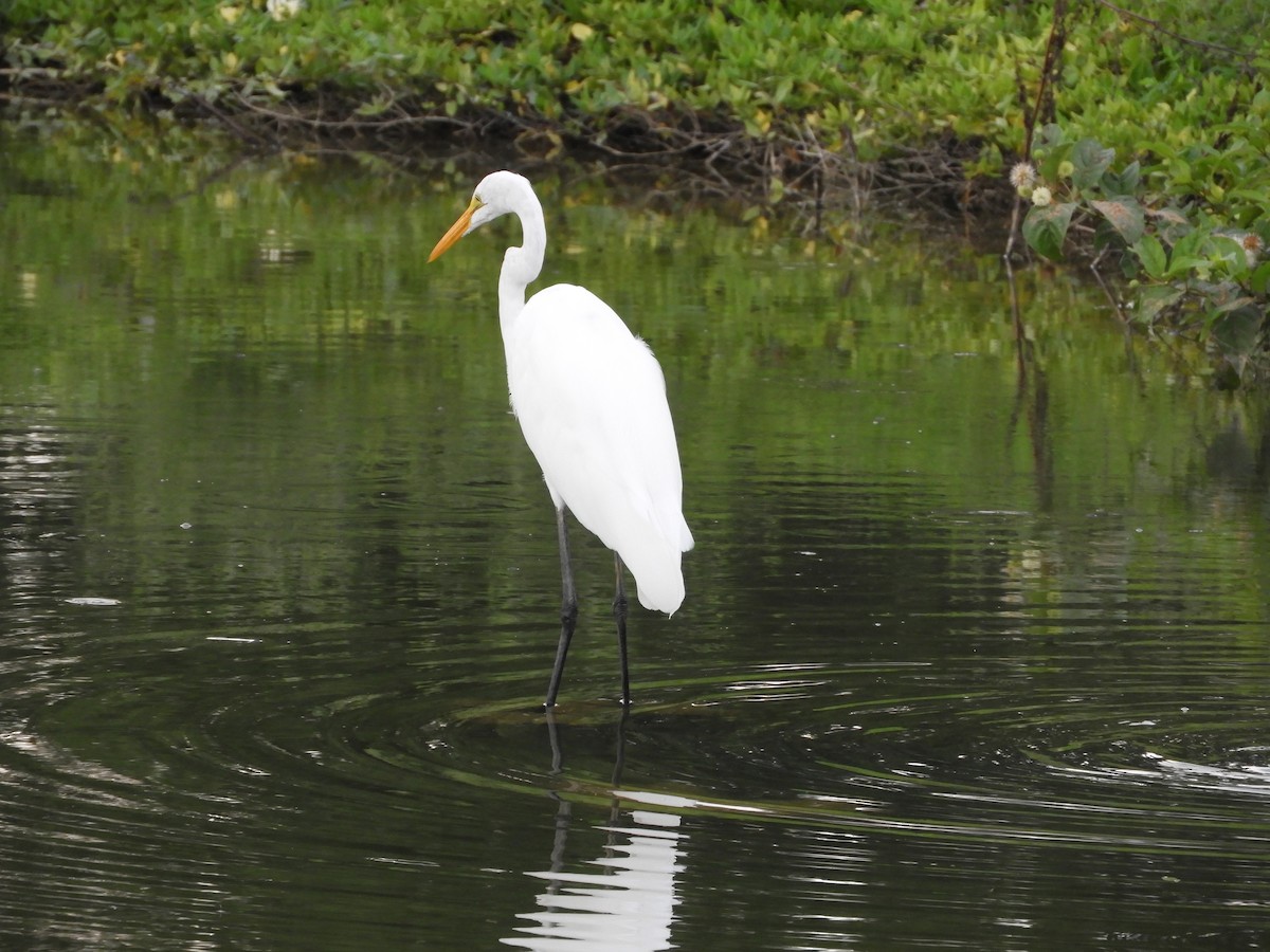 Great Egret - ML478600361