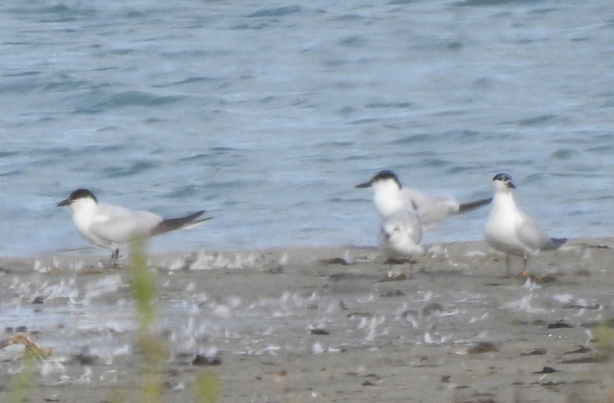 Gull-billed Tern - Alexa Veenema