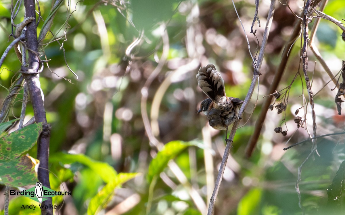 Supertramp Fantail - Andy Walker - Birding Ecotours