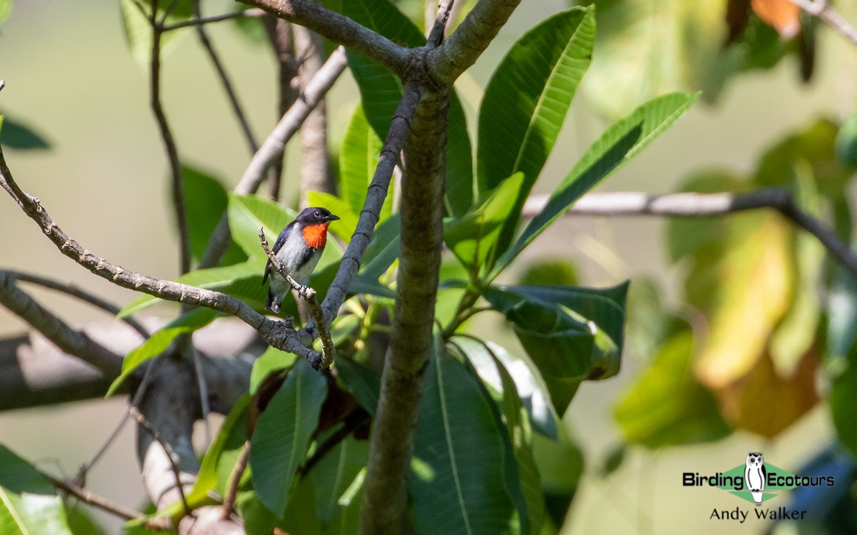 Blood-breasted Flowerpecker (Sumba) - Andy Walker - Birding Ecotours