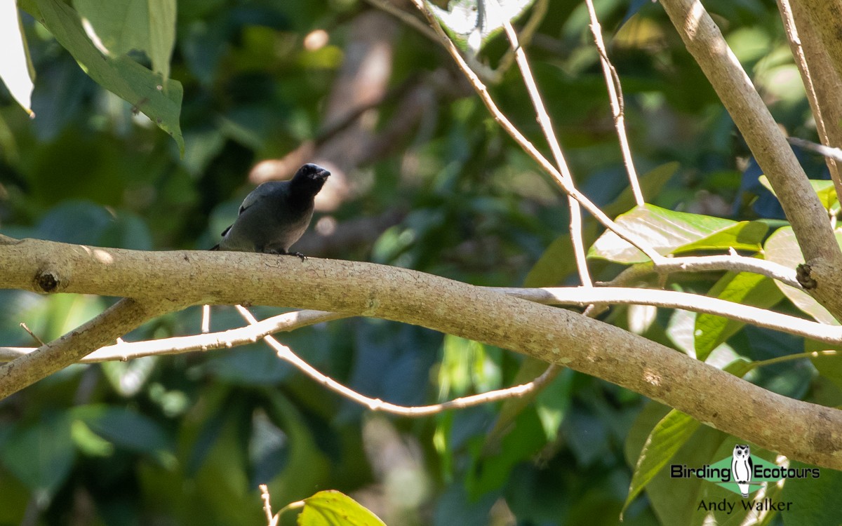 Pale-shouldered Cicadabird - Andy Walker - Birding Ecotours