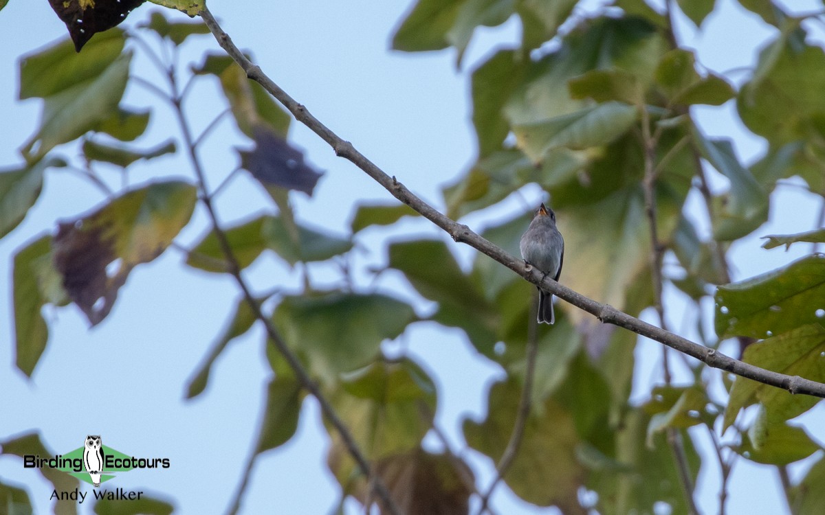 Sumba Brown Flycatcher - ML478601911