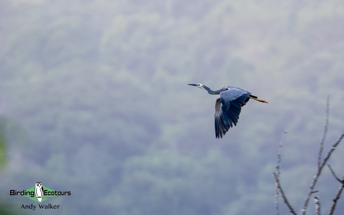 White-faced Heron - Andy Walker - Birding Ecotours