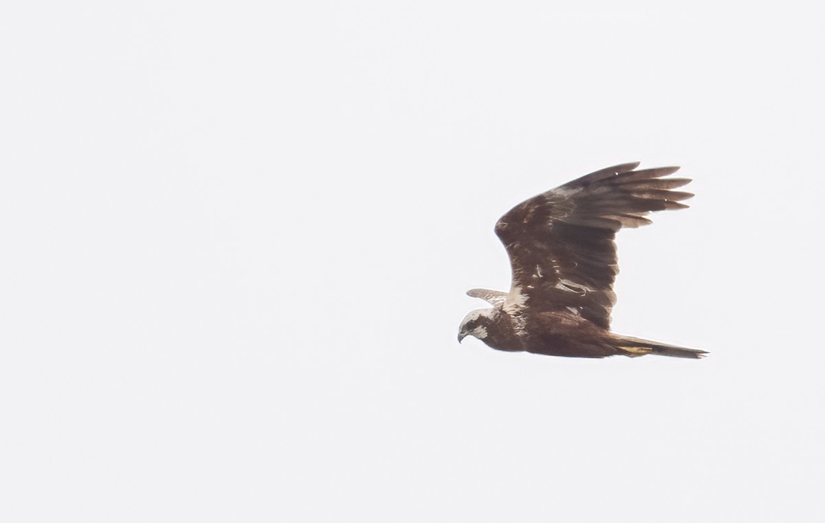 Western Marsh Harrier - Lizabeth Southworth