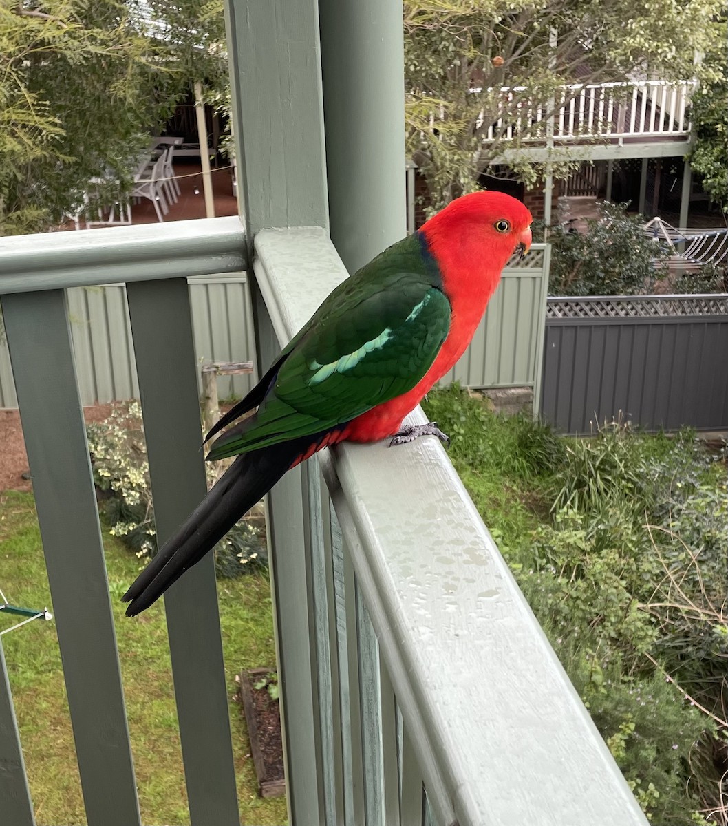 Australian King-Parrot - Brian Deans