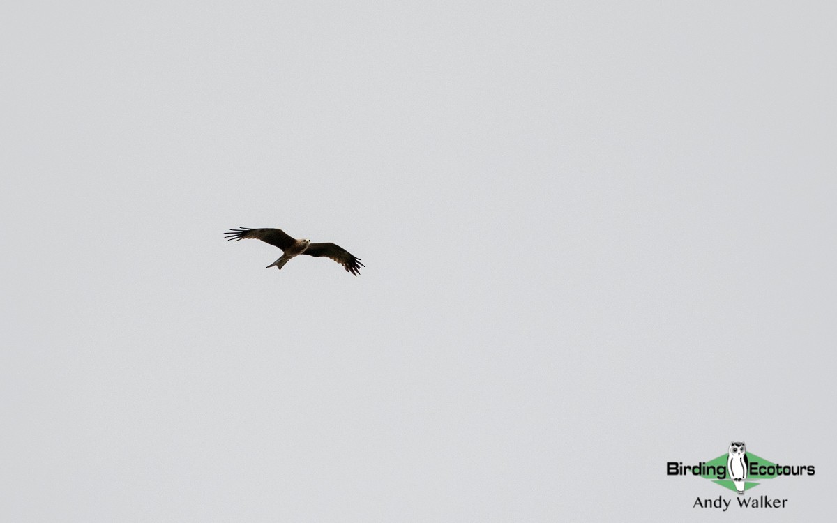 Black Kite - ML478603061