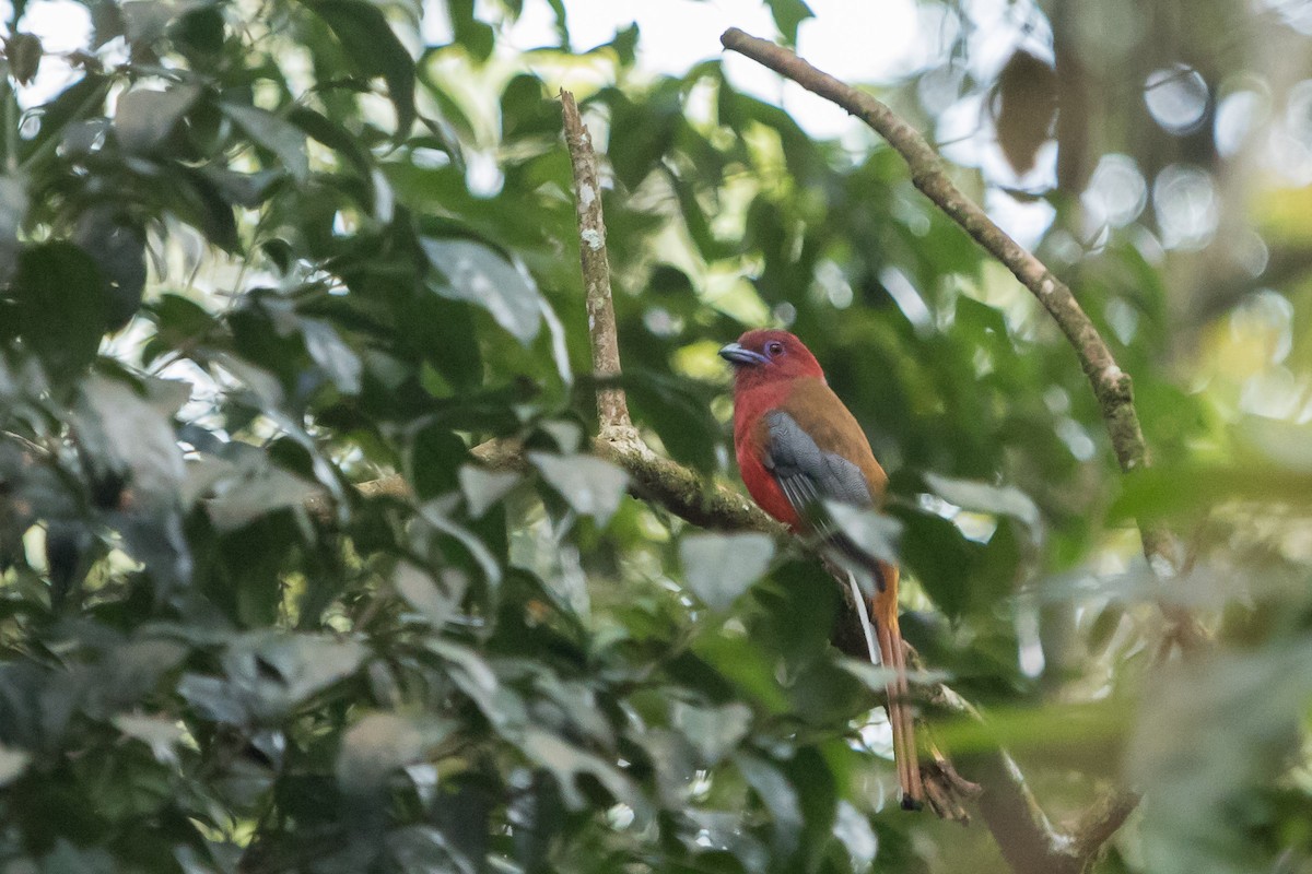 Red-headed Trogon - Alex Bernzweig