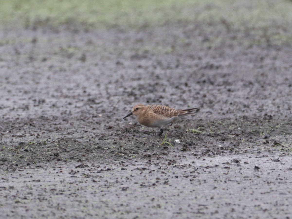 Baird's Sandpiper - ML478604541