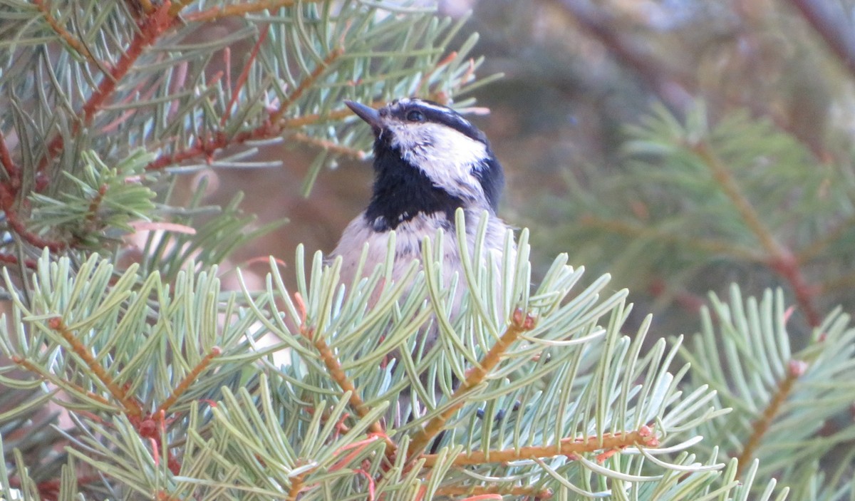 Mésange de Gambel - ML478604921