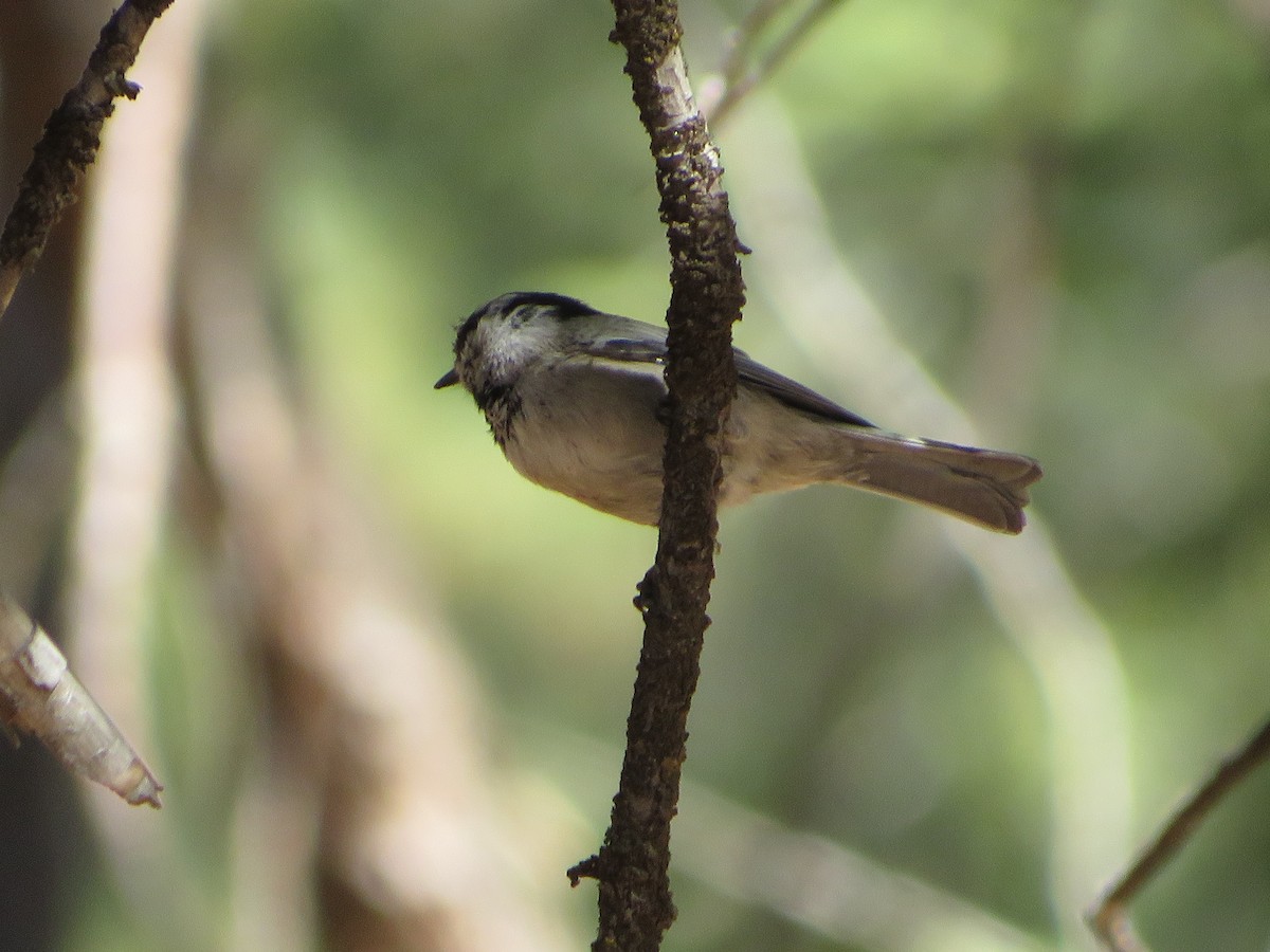 Mésange de Gambel - ML478605121