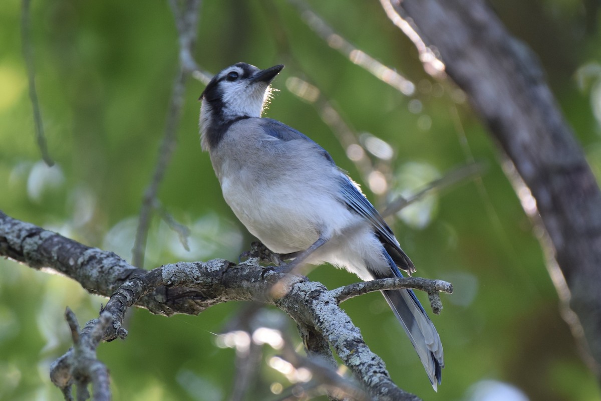 Blue Jay - ML478605471