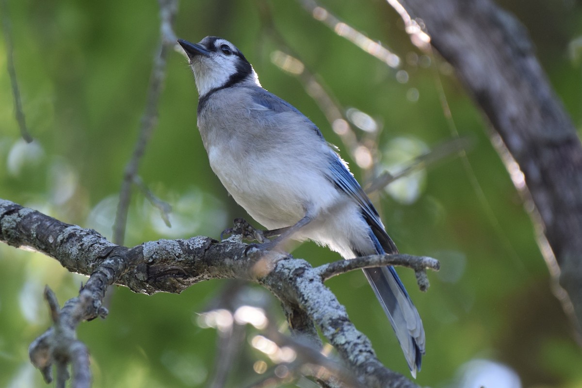 Blue Jay - ML478605541