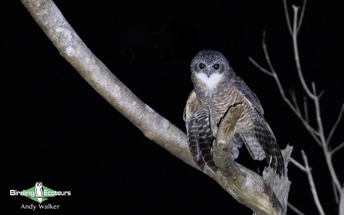 Sumba Boobook - Andy Walker - Birding Ecotours