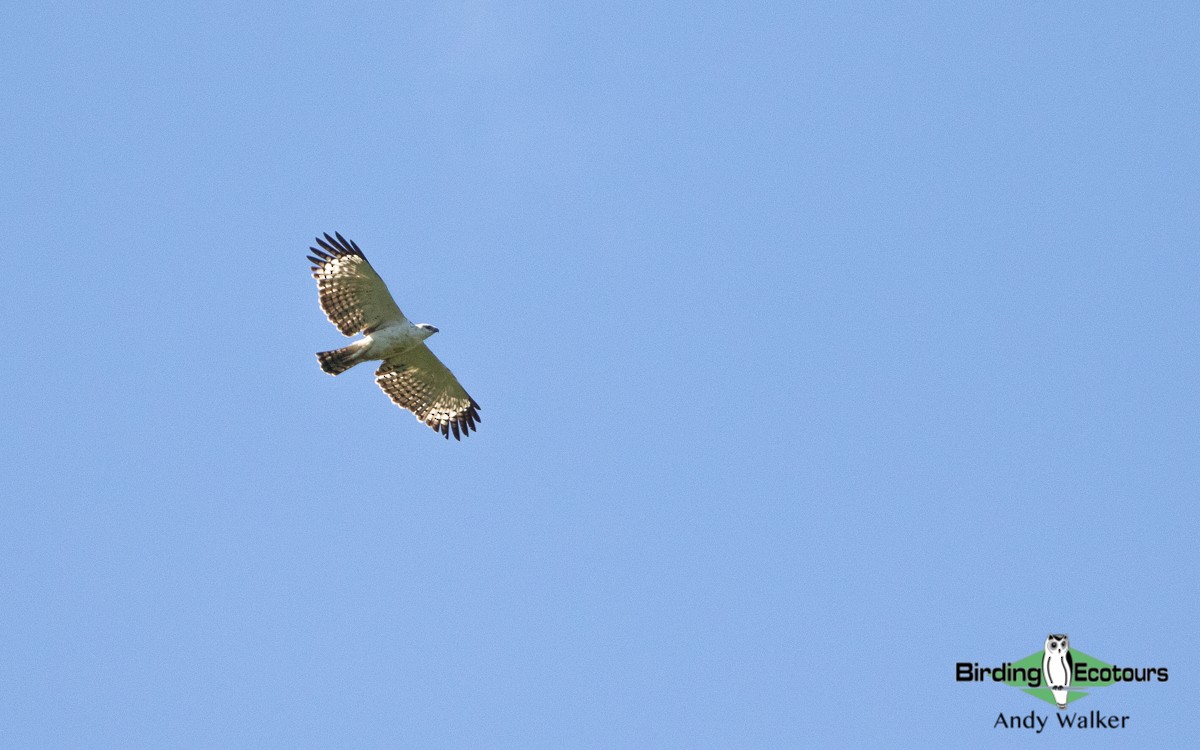 Águila de Flores - ML478606171