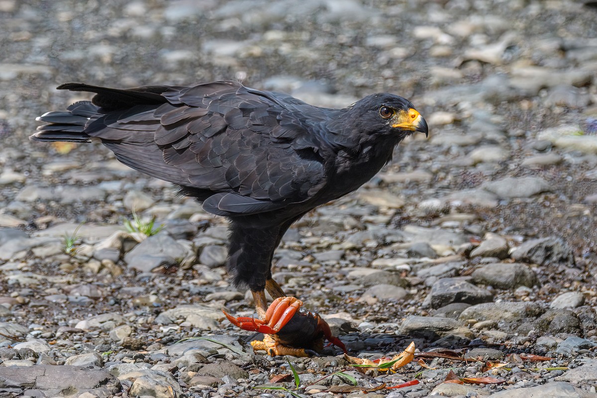 Common Black Hawk - Manish Sharma