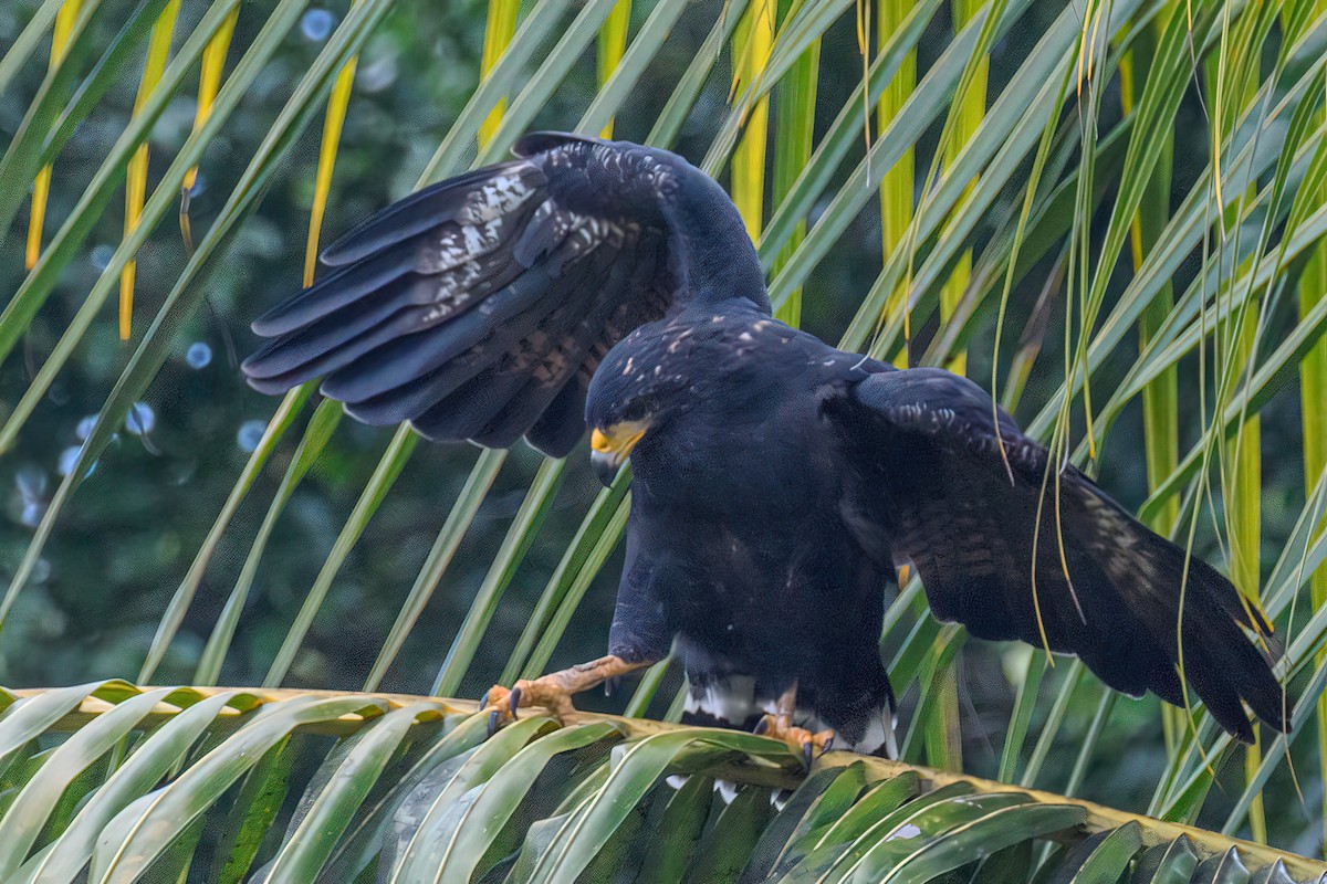 Common Black Hawk - Manish Sharma