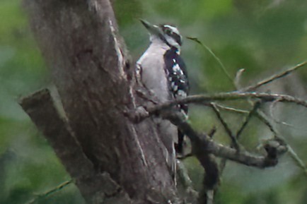 Hairy Woodpecker - ML478607491
