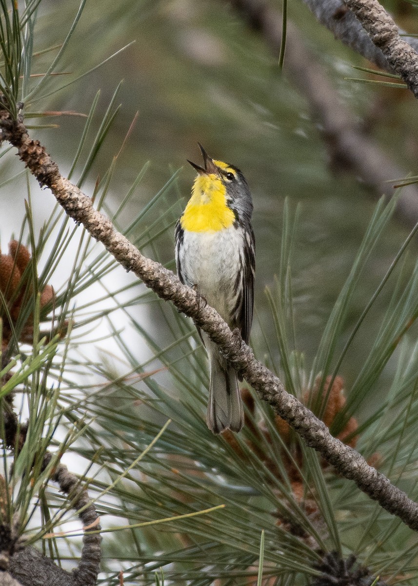 Grace's Warbler - ML478610131