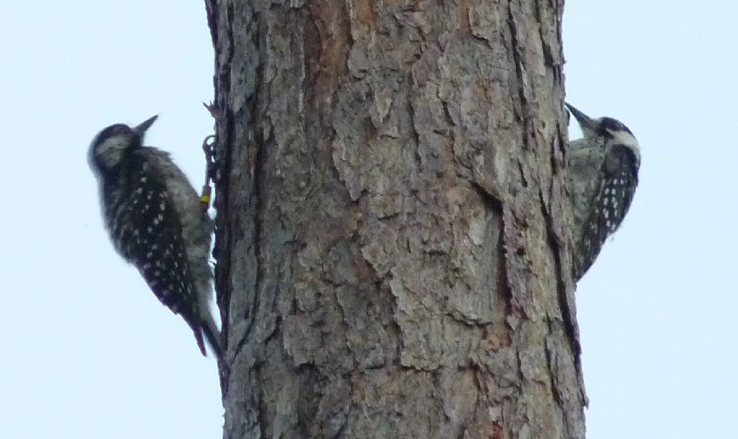 Red-cockaded Woodpecker - Bill Pranty