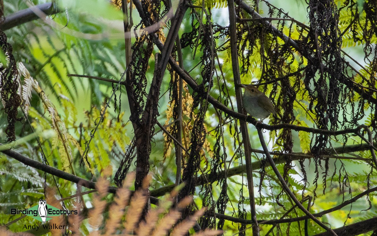 Russet-capped Tesia - Andy Walker - Birding Ecotours