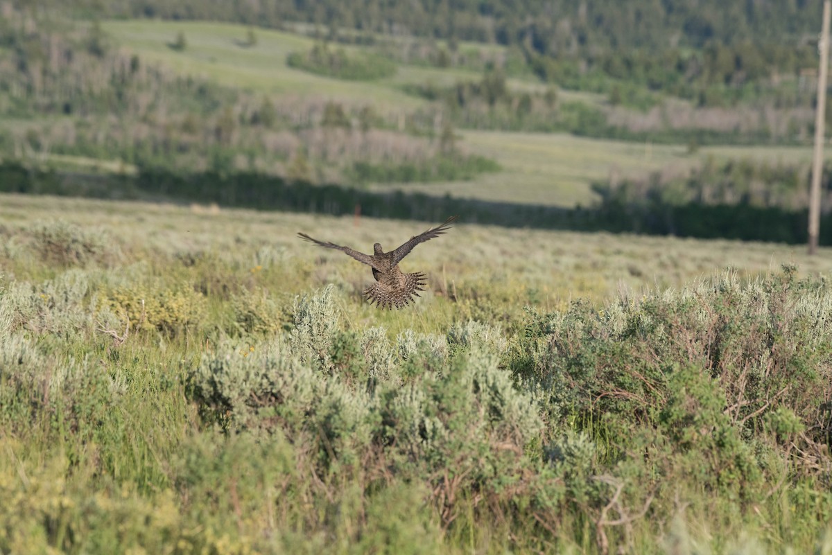 Greater Sage-Grouse - ML47861111