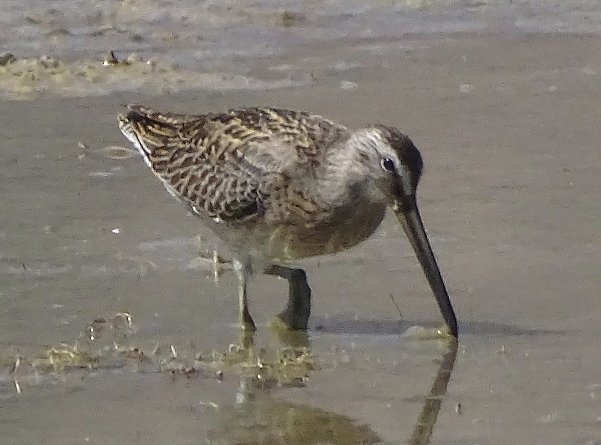 Short-billed Dowitcher - ML478611361